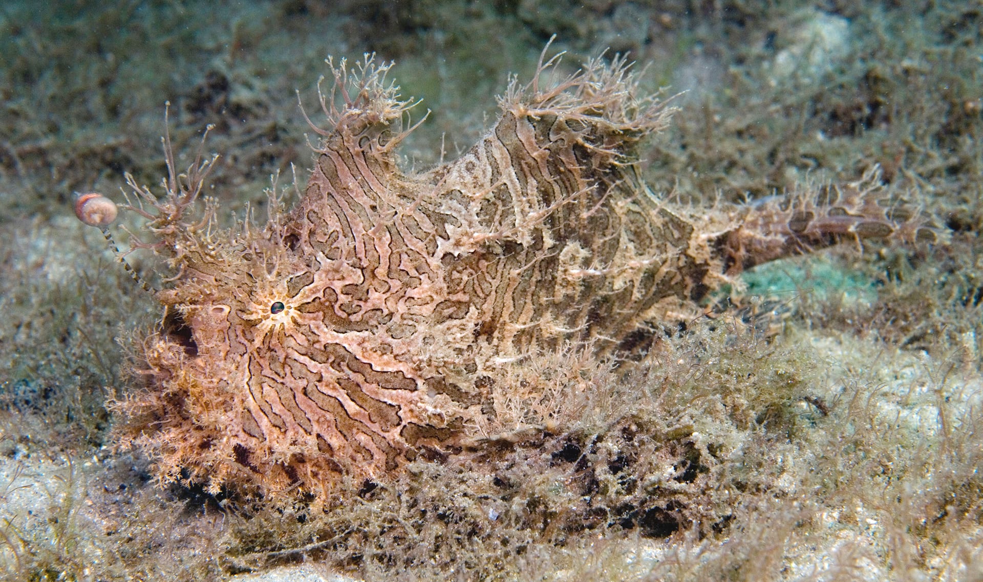 Slide Image