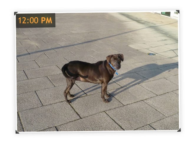 Dog