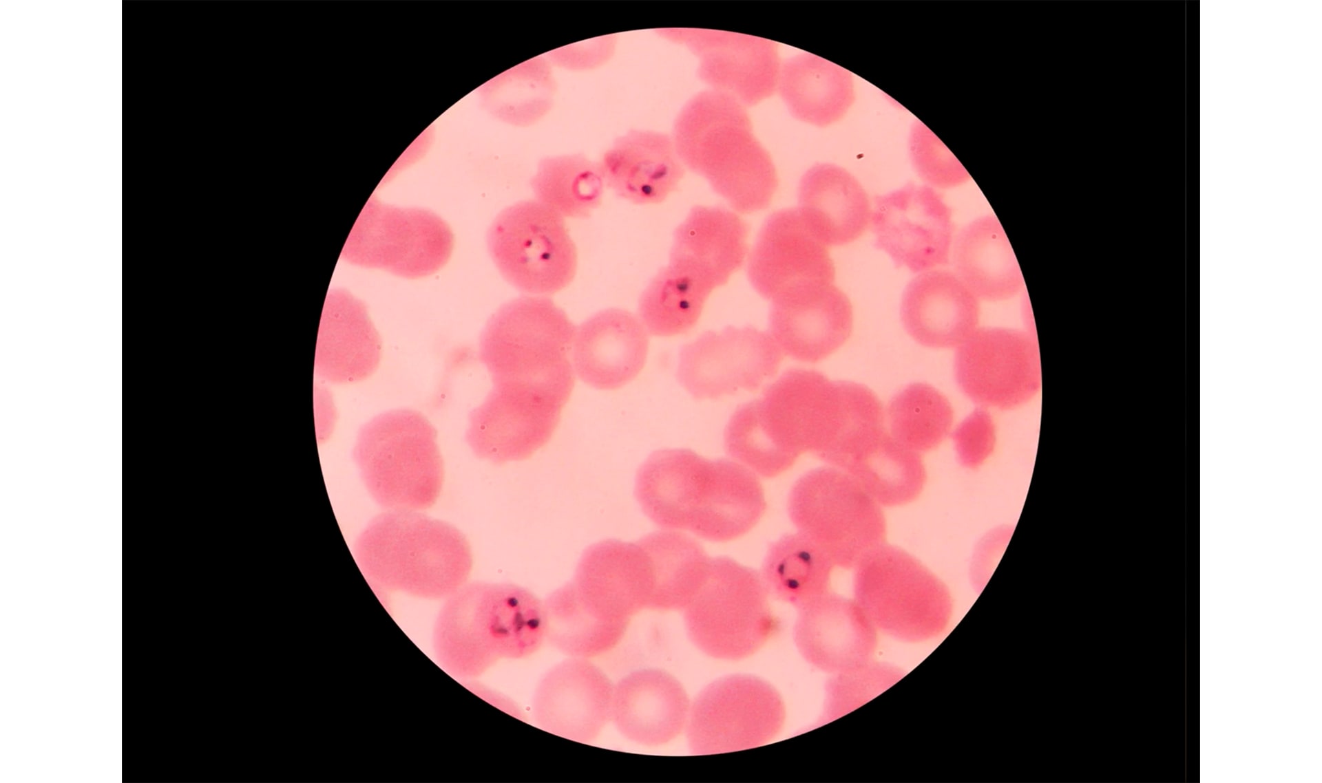 Slide Image