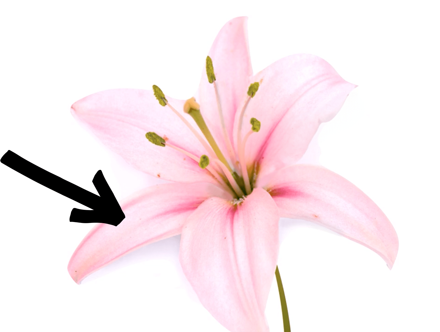 Slide Image