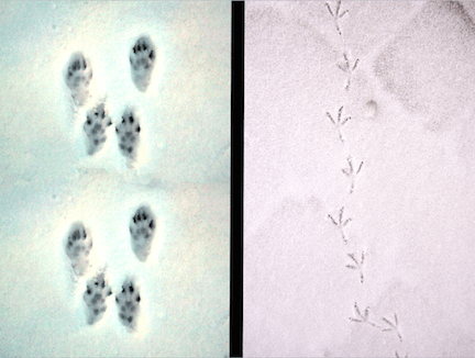 footprints